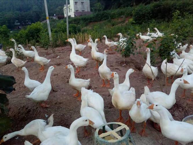 搜索水-广汉中力家禽养殖有限责任公司-产品展厅