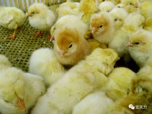 【家禽养殖】如何提高雏鸡的成活率