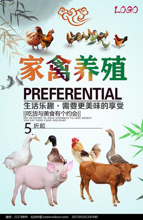家禽养殖海报