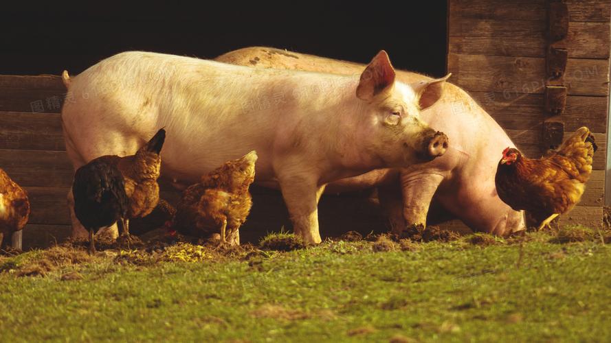 养殖场里的家禽与肥猪摄影高清图片