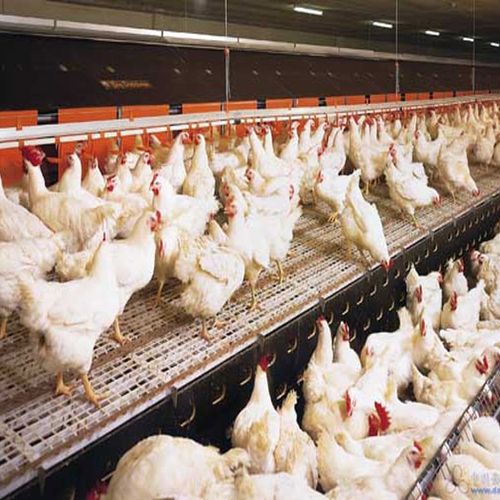 养殖业—家禽 - 养殖业 - 诚信产品 - 中国领先的诚信电商交易平台