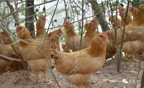 家禽养殖三伏天养鸡容易得这几种鸡病养殖户快看下怎么防治