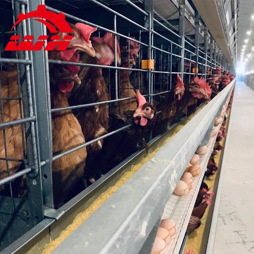 家禽养殖场用自动电池笼蛋鸡