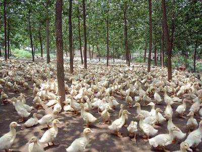 为何农村现在不让养家畜家禽?农民想搞养殖怎么办?