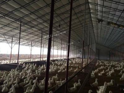 供应薄膜温室大棚建设 家禽养殖大棚 耐腐蚀养殖大棚
