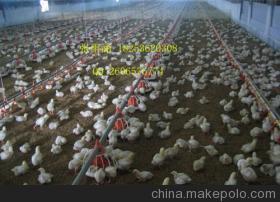 【料盘厂家 家禽饲养设备 塑料料盘】价格,厂家,图片,畜牧养殖机械配件,诸城市中兴畜牧机械有限责任公司-