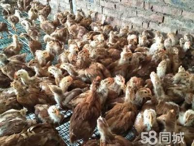 【家禽养殖加盟】家禽养殖加盟条件_加盟费用_多少钱 –简阳58同城