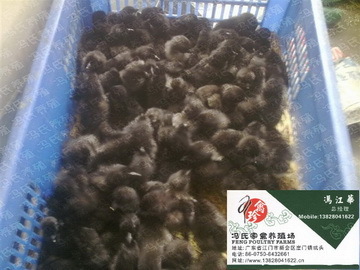 出售绿壳蛋鸡苗