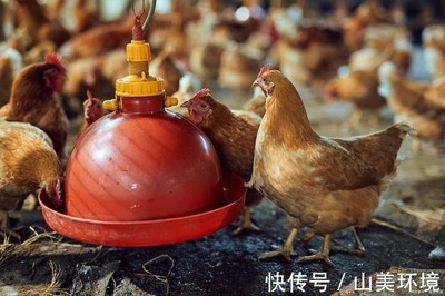 猪粪鸡粪有机肥臭味,家禽养殖除臭剂一并解决