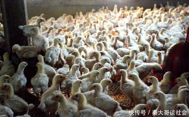 跌!春节前水产品价格纷纷下跌,虾半天跌3元,农民赚不回成本