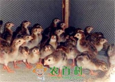 “家禽新品种”珍珠鸡苗多少钱一只?喜欢吃什么食物?养殖前景如何?