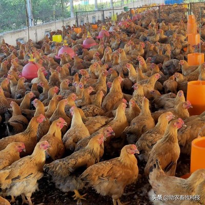 家禽养殖业市场低迷不赚钱,运用部分发酵饲料扭亏为盈
