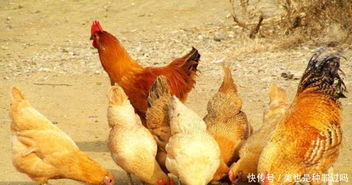想靠养殖家禽来创业,土鸡是否能比肉鸡好呢