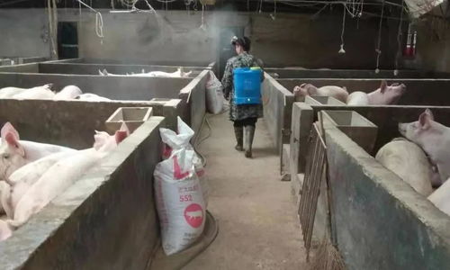 战疫情 保春耕 怀化洪江市 水果天堂 春来忙