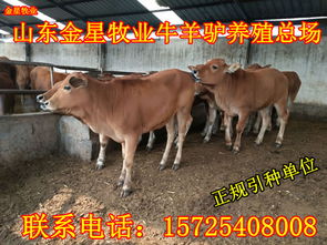肉牛的价格