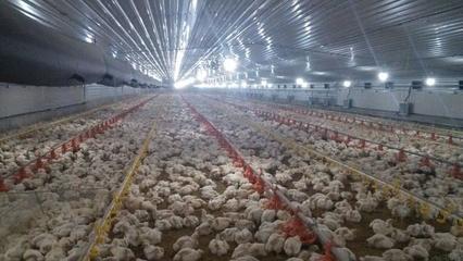 因为环境问题大量养殖场倒闭,但是为什么很多养殖户却笑出了声!