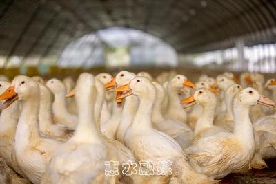 惠水摆金镇:生态家禽养殖业 开启群众致富路