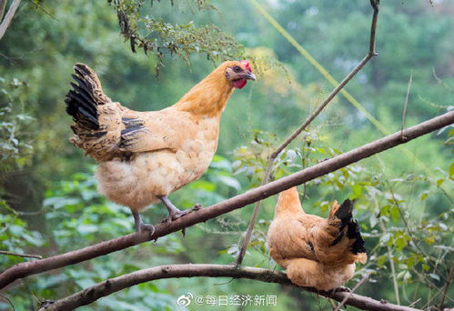 哈萨克斯坦禽流感已致超57万家禽死亡