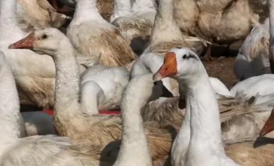 扬州白鹅