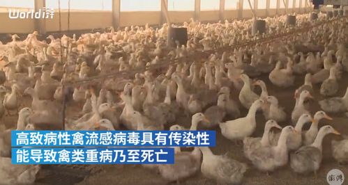 韩国扑杀440多万只家禽,防止高致病性禽流感疫情扩散