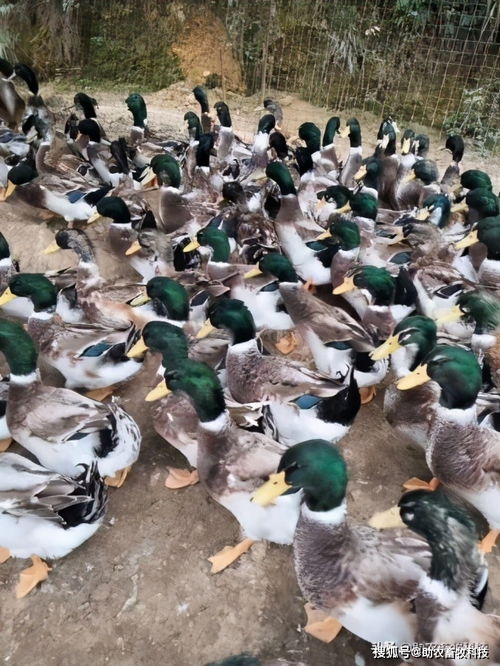 两个微生物产品解决青头鸭养殖中的大问题