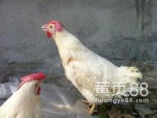 高清图片