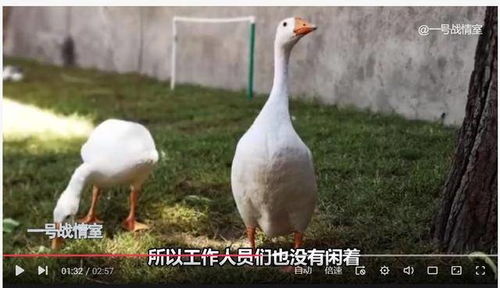 美英法使馆逃离阿富汗,中国大使馆在干什么 种菜,养家禽