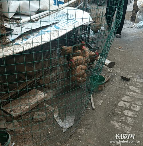 9月20日至26日民声热点 小区周边饲养家禽牲畜污染环境