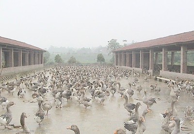 鹅养殖基地图片