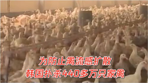 警惕禽流感扩散,韩国扑杀440多万只家禽 医生 预防禽流感,这几点牢记
