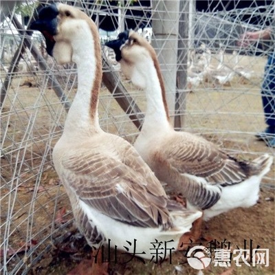 狮头鹅苗