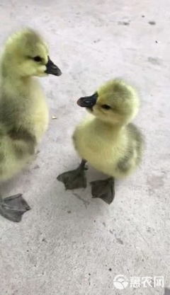 狮头鹅苗
