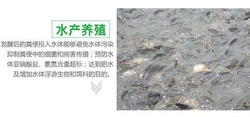 花白鲢鱼池子怎么用鸡粪肥水不发黑