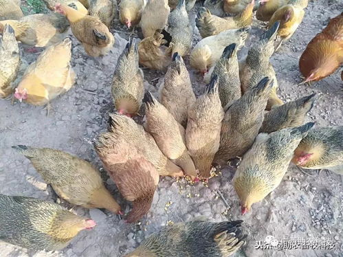 家禽养殖在中后期采用放养与部分发酵饲料能够改善肉质获得更好效益