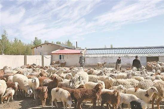 他们在新疆一干就是20多年,终于脱贫奔小康