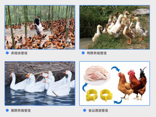 家禽养殖户如何利用rfid电子脚环实现智能化管理
