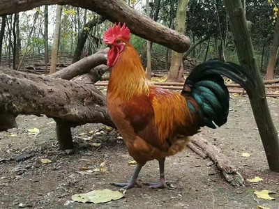 重庆天府麻鸡苗价格青脚肉鸡苗大种杂交青脚肉鸡苗