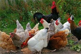 养殖户注意,2017秋季开始全国家禽须进行h7n9免疫,该用什么疫苗