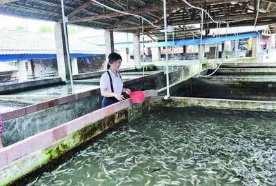 未来陆川 鱼最多?陆川 50多家生猪养殖场 转型养鱼场,全靠她!
