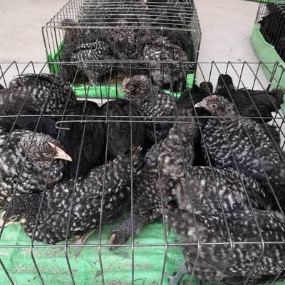 家禽饲养 观赏鸡养殖