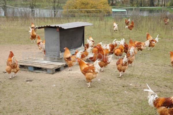 布鲁埃恩维辛的家禽养殖 传统与现代的融合