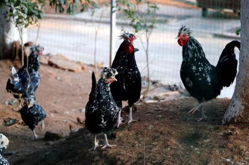 以幸福感与获得感凝聚创建美丽乡村的蓬勃力量——水产养殖的实践路径