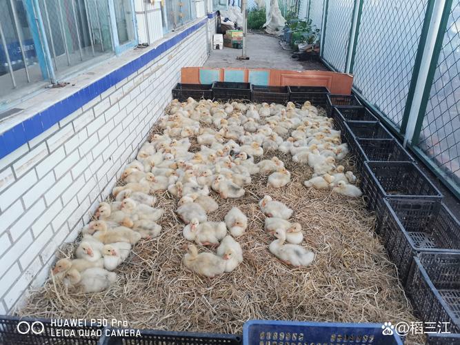 大鹅养殖 农民增收致富的水产养殖新路径