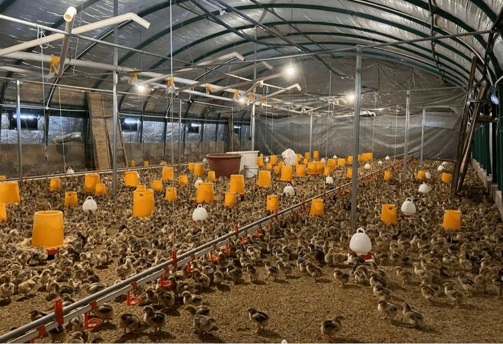 清镇市王庄乡小坡村 家禽养殖助力乡村振兴