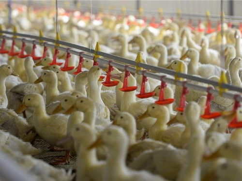 北京烤鸭里的和田味道 水产养殖的跨界融合