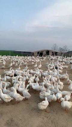 鸡鸭鹅养殖基地 家禽养殖的科学管理与高效发展