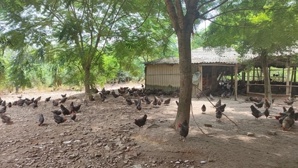 身价涨了！上半年我市家禽养殖持续向好 水产养殖稳步发展