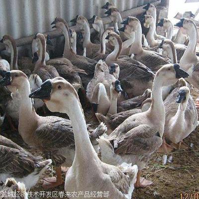 优质纯种四季白鹅苗——春来禽业助力皖西水产养殖发展