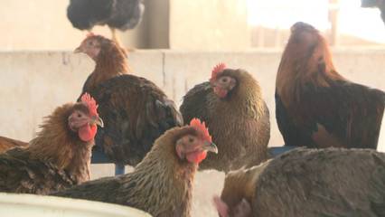 家禽不好卖？政府来帮忙——新干县多措并举助力家禽养殖业渡过难关