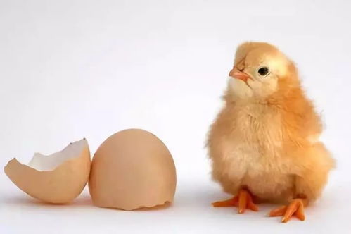 家禽养殖中的挫折与反思